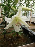 [4576 VH52 Mafalda No02.JPG]